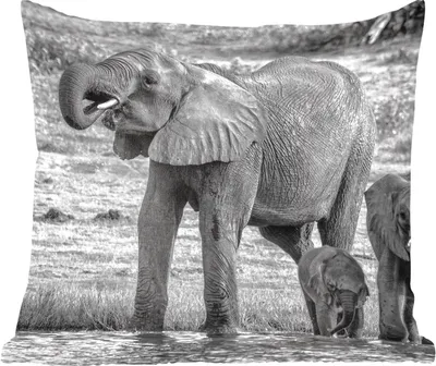 Produktbild von MuchoWow® Zierkissen Sofakissen Wohnzimmer Dekokissen 40x40 cm Elefant - Wasser - Tiere - Schwarz - Weiß - Foto Kissen - Schlafzimmer Dekoration