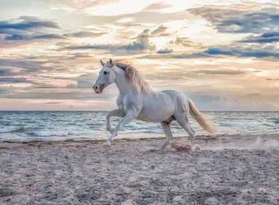 Produktbild von Pferd am Strand Ravensburger 12000222