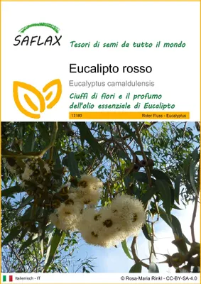 Immagine prodotto di SAFLAX  - Eucalipto rosso - 200 semi - Eucalyptus