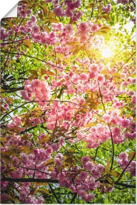 Produktbild von ARTland Poster Japanische Kirschblüte Größe: 60x90 cm