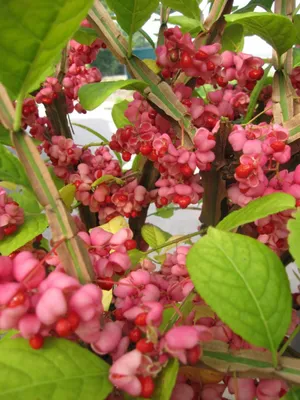 Produktbild von Euonymus phellomanus - Kork-Spindelstrauch - Pfaffenhütchen - Veredelung auf 90 cm Hochstamm