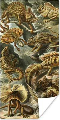 Produktbild von MuchoWow® Poster Lacertilia - Alte Meister - Kunst 80x160 cm - Kinderzimmer