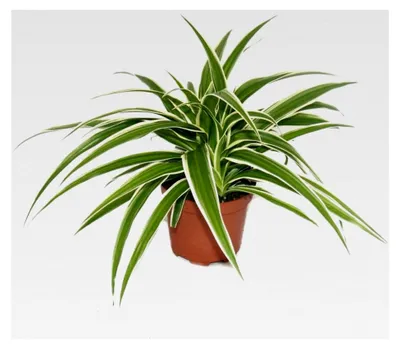 Produktbild von Grünlilie - Brautschleppe - 9cm Topf - Zimmerpflanze