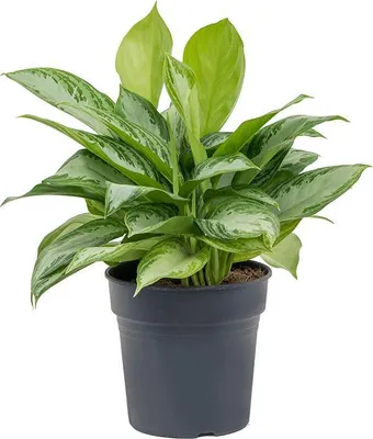Obrázek produktu pro Gardners Aglaonema Silver Bay, průměr 24 cm