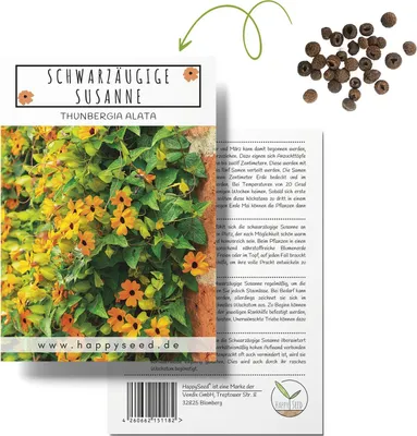 Produktbild von Schwarzäugige Susanne (Thunbergia alata) - Wunderschöne Kletterpflanze ideal für den Garten oder als Hängepflanze für Terrasse und Balkon
