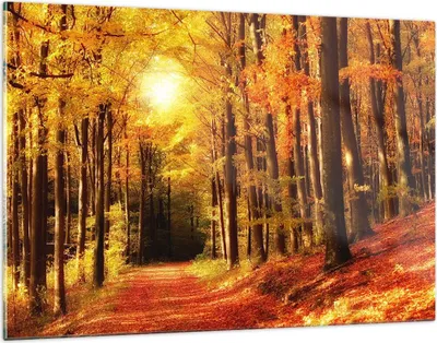Produktbild von Bilder auf glas - Pfad Blätter Wald - 120x80cm - Glasbilder - Wandbilder - Kunstdruck - zum Aufhängen bereit - Wanddekoration aus Glas - Glas Bilder - Wandbild auf Glas - Einteilig - GAA120x80-0171