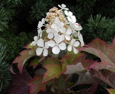 Produktbild von Eichenblatthortensie Hayko`s Zwerg - Syn. Pee Wee - Hydrangea quercifolia Hayko`s Zwerg -