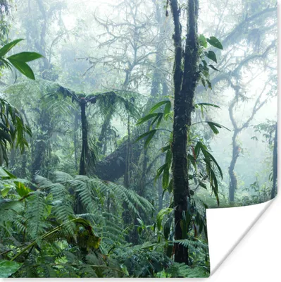 Produktbild von MuchoWow® Poster Ein nebliger Regenwald in Costa Rica 50x50 cm - Wohnzimmerdekoration