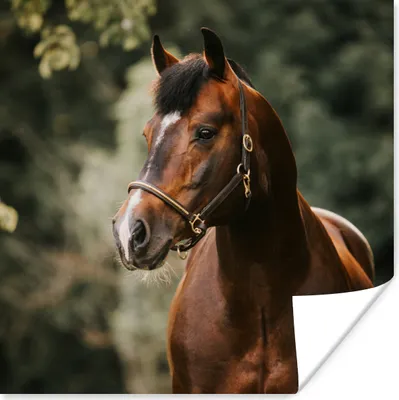 Produktbild von MuchoWow® Poster Pferd - Äste - Porträt 75x75 cm - Wand Dekoration