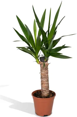 Immagine prodotto di Meergroothandel Yucca Elephantipes giglio delle palme - 65 cm, Ø14 cm