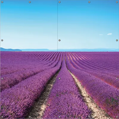 Produktbild von Wallario Outdoor-Poster für Garten oder Balkon, Motiv Lavendelfeld unter blauem Himmel, in ca. 180 x 180 cm