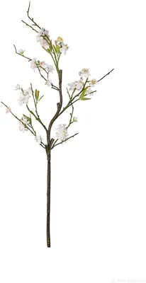 Produktbild von ASA Dekoblume Kirschblütenstrauch weiß 106,5cm 66462444