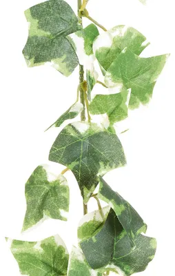 Produktbild von Künstlicher Efeu Engl. MINI-EFEUGIRLANDE ca 180cm. GRÜN-WEISS