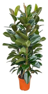 Produktbild von Ficus elastica Robusta 140cm Ø27cm Zimmerpflanze Grünpflanze Topfpflanze Deko
