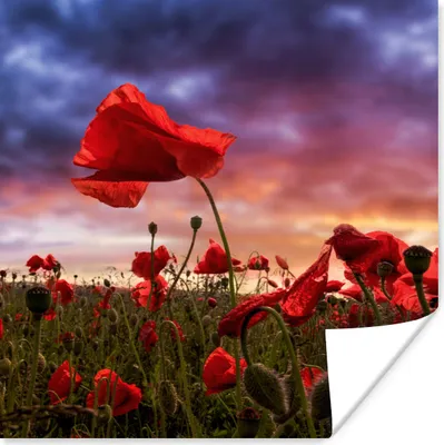 Produktbild von MuchoWow® Poster Mohn - Blumenfeld - Rot 50x50 cm - Wohnzimmerdekoration