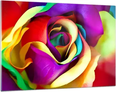 Produktbild von Bilder auf glas - Blume Farbe Rose - 120x80cm - Glasbilder - Wandbilder - Kunstdruck - zum Aufhängen bereit - Wanddekoration aus Glas - Glas Bilder - Wandbild auf Glas - Einteilig - GAA120x80-3623