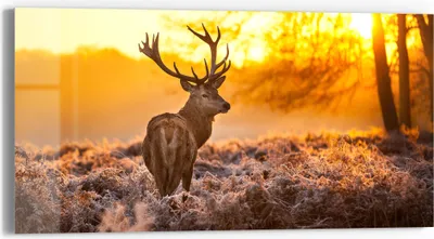 Produktbild von DEQORI Glasbild Echtglas 60x30 cm 'Hirsch am Wintermorgen' Wandbild Bild modern Deko