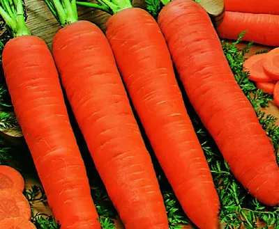 Produktbild von Karotte Flakkese 2 Flacoro TOR 500g - Torseed Samen