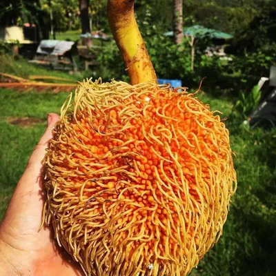 Produktbild von Pedalai (Artocarpus sericicarpus)  - 1 gekeimter Samen