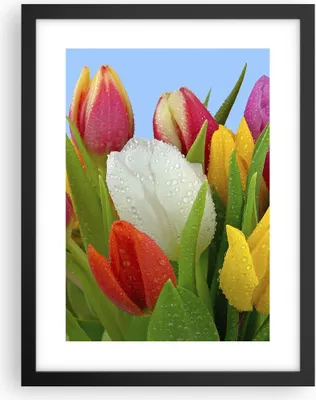 Produktbild von Gerahmtes Poster - Schwarzer Rahmen - Tulpen Blumenstrauß Blumen Tau - 30x40 cm - Wand Bild - Wanddeko - Wandbilder - Wandposter - Bilderrahmen - Bilder - Kunstdruck - Wandbild - P2BPA30x40-2526