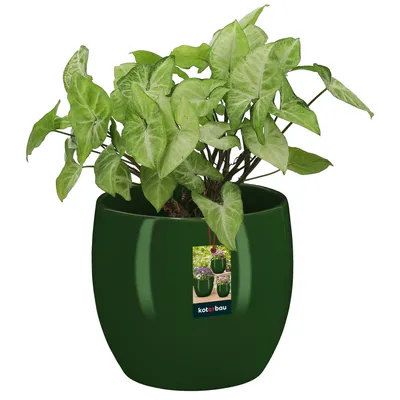 A green ceramic pot with a plant inside, set against a white background. A product tag is attached to the pot.
