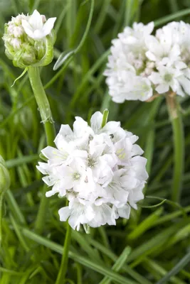 Produktbild von Grasnelke Armada White, im Topf - Armeria maritima, immergrün