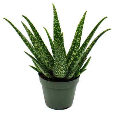 Immagine prodotto di Aloe MEDIVERA Tropical - Nuova varietà di aloe vera - Vaso da 14 cm - Altezza circa 30 cm