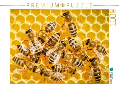 Produktbild von CALVENDO Puzzle Honigbienen auf einer frisch aufgebauten Wabe. | 1000 Teile Lege-Größe 64x48cm Foto-Puzzle für glückliche Stunden