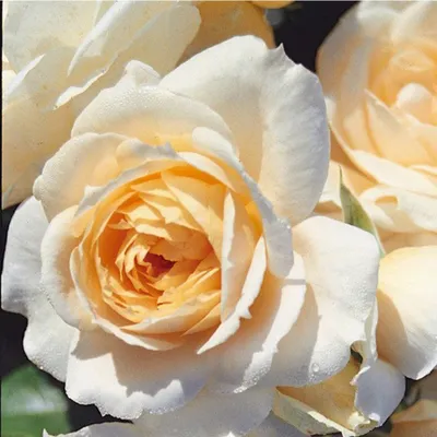 Produktbild von Rosa  - Kordes Feenrose - Rosa 'Lions - Rose'®