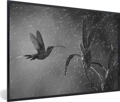 Produktbild von MuchoWow® MuchoWow® Gerahmtes Poster Kolibri im Regen in der Natur von Costa Rica in schwarz und weiß 60x40 cm - Poster mit zchwarzem Bilderrahmen - Printing - Wanddeko Schlafzimmer