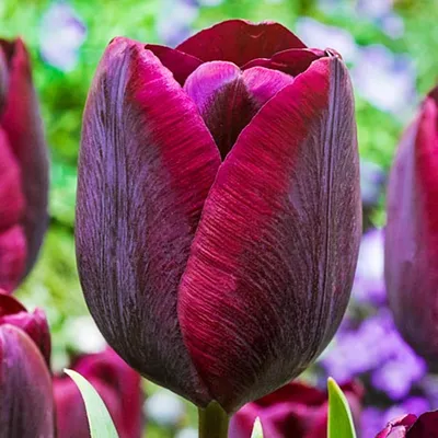 Obrázok produktu pre Tulipány Kvetinové cibuľky Cibuľky Kvety Triumf Tulipán Ronaldo 5 ks.