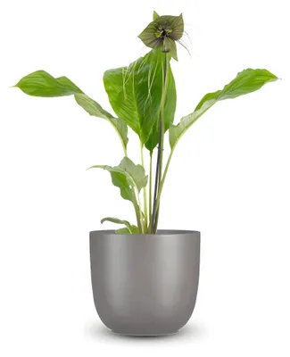 Produktbild von Pflanzensamen, Fledermausblume