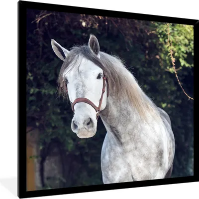 Produktbild von MuchoWow® Gerahmtes Poster Pferd - Halfter - Natur 40x40 cm - Poster mit Schwarzem Bilderrahmen Wandposter Rahmen Foto Bilder - Mit Rahmen - Wanddekoration Schlafzimmer