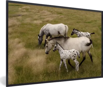 Produktbild von MuchoWow® MuchoWow® Gerahmtes Poster Pferde - Fohlen - Tiere 30x20 cm - Poster mit zchwarzem Bilderrahmen - Kunstdruck - Bild-Poster