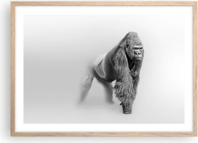 Produktbild von Gerahmtes Poster - Rahmen in heller Eiche - Orang-Utan Tier - 70x50 cm - Wand Bild - Wanddeko - Wandbilder - Kunstposter - Wandposter - Bilderrahmen - Bilder - Kunstdruck - Wandbild - P2NAA70x50-4105