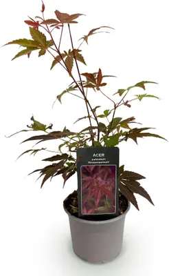 Image de Green boutiQ - Plante de jardin - Acer palmatum Atropurpureum - Violet - 1 plante - À feuilles caduques - Peu d'entretien - Pot de 12 cm, hauteur 35 cm