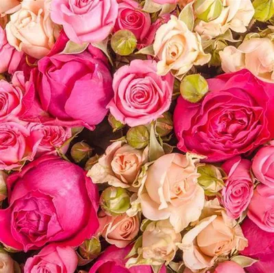 Produktbild von 20 Servietten Bunch of Roses - Bunte Rosenvielfalt 33x33cm