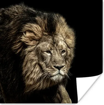 Produktbild von MuchoWow® Poster Löwe - Tiere - Schwarz 50x50 cm - Wohnzimmerdekoration