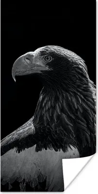 Produktbild von MuchoWow® Poster Adler - Nahaufnahme - Schnabel 60x120 cm - Wandschmuck
