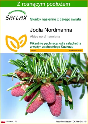 Zdjęcie produktu dla SAFLAX - Jodła Nordmanna - 20 Nasiona - Z podłożem uprawowym wolnym od zarazków - Abies nordmanniana