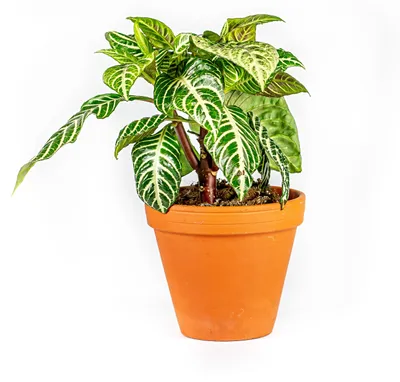 Obrázok produktu pre Gardners Aphelandra Squarrosa, priemer 12 cm
