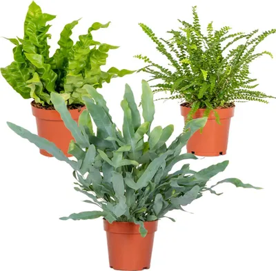 Produktbild von Bloomique - 3er-Mix - Luftreinigende Farne - Asplenium, Phlebodium, Nephrolepis - Zimmerpflanzen - 20-30 cm Hoch - Topf 12 cm