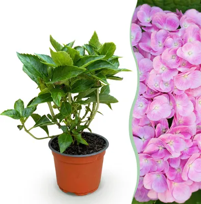 Zdjęcie produktu dla Hydrangea macrophylla Pink - Hortensja - Odporna - Różowa - 20-30cm - Ø12cm - Roślina ogrodowa