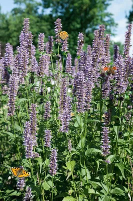 Produktbild von Agastache rugosa 'Black Adder', Duftnessel, violett, ca. 11x11 cm Topf