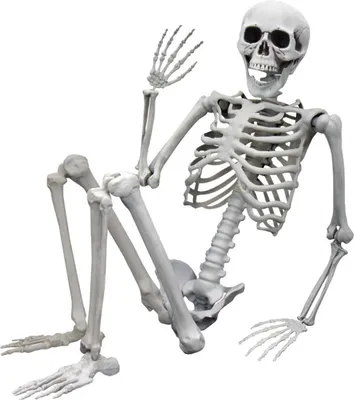 Produktbild von Kostra človeka v životnej veľkosti 170 cm - Halloweenska dekorácia a zábavný doplnok
