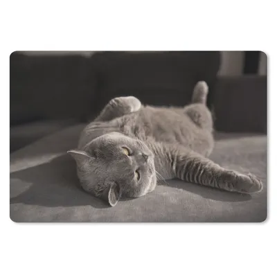 Produktbild von MuchoWow® Schreibtischunterlage Tier - Katze - Grau 60x40 cm - XXL Mauspad - Großes Mauspad