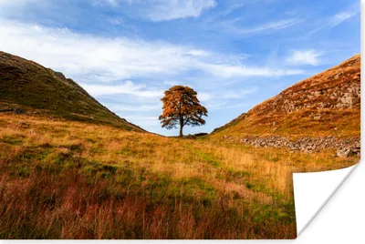 Produktbild von MuchoWow® Poster Der britische Sycamore Gap Tree in der Nähe des Hadrianswalls in England 90x60 cm - Schlafzimmer