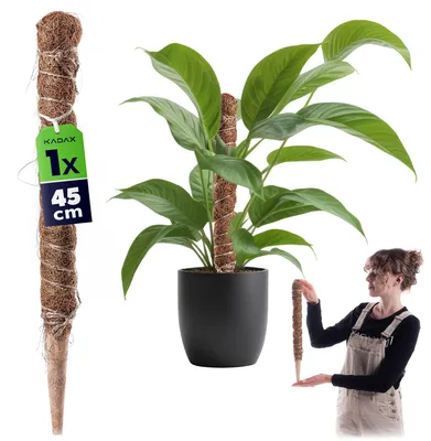 Immagine prodotto di Bastone da piantagione KADAX in legno e cocco, 45 cm, Immagine generata dall'IA