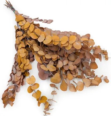 Produktbild von Stabilisierter Eukalyptus - Espiral - Leichter Herbst