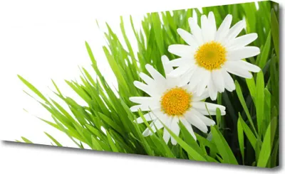Produktbild von Tulup Leinwand-Bilder 125x50 Wandbild Canvas Kunstdruck Gras Gänseblümchen Pflanzen